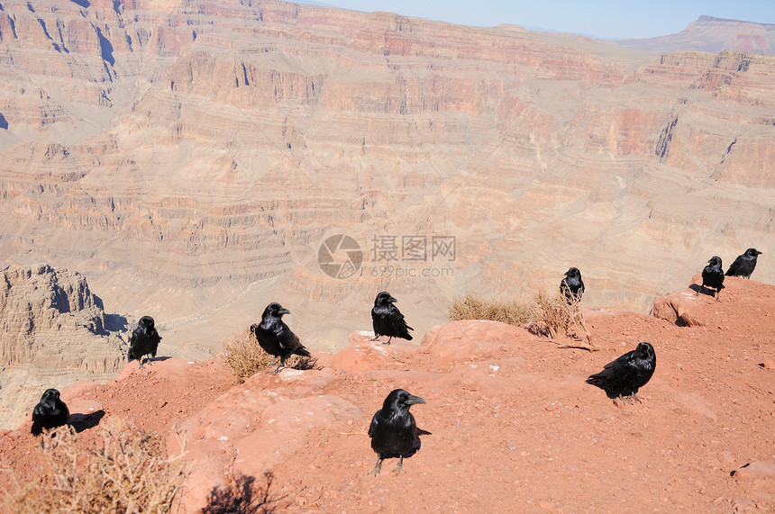 大峡谷CROWs图片