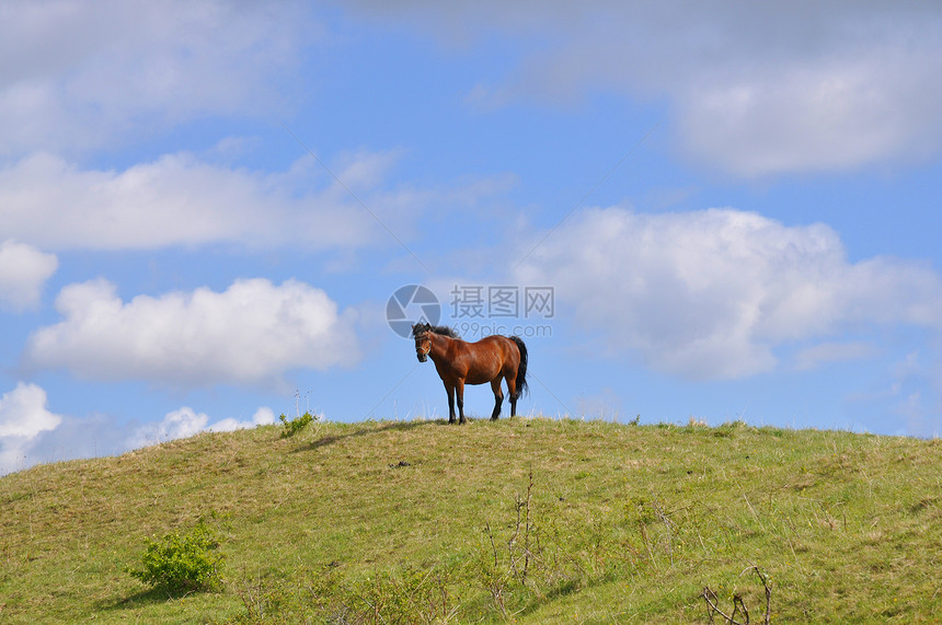 马在山上阳光地平线乡村棕色农村杂草孤独稻草绿色土地图片