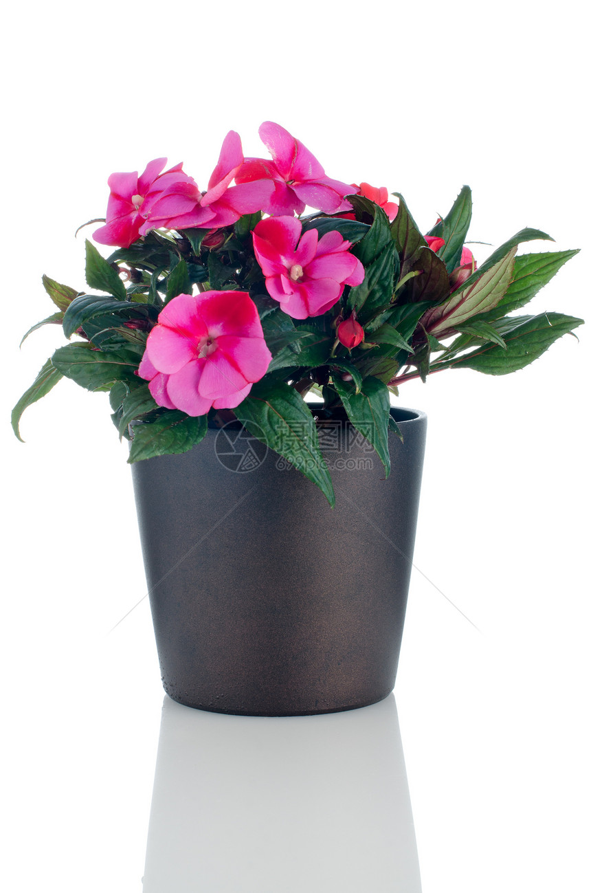 美丽的粉色不悦的花朵植物雏菊宏观花瓣房子苏醒花园植物学香脂花店图片