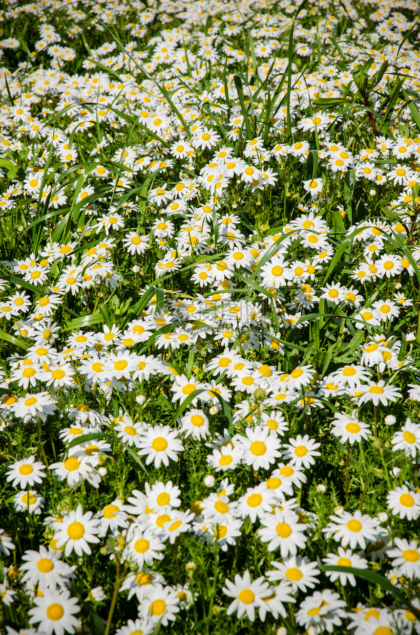 花角字段季节场地雏菊风景植物植物群场景脆弱性生长花瓣图片