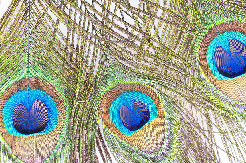 孔雀羽毛细节情调彩虹绿色风格皂甙异国动物蓝色宏观装饰图片