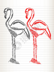 红色火烈鸟火烈鸟草图设计图片