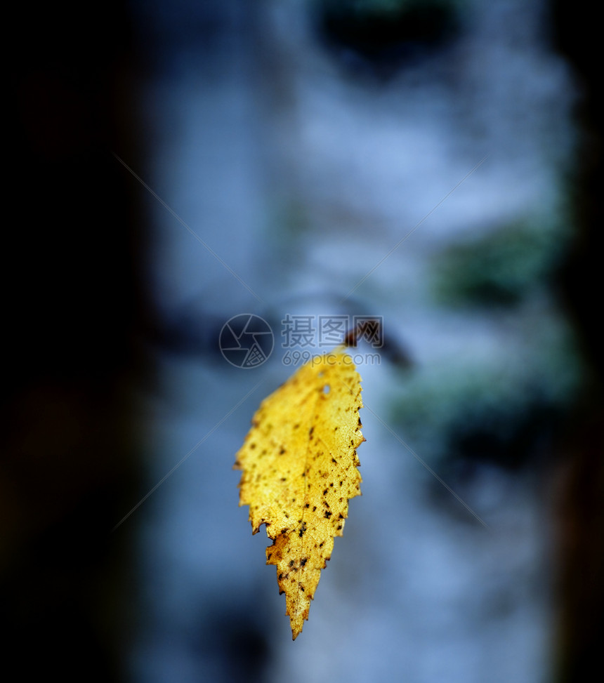 树的枝叶上含黄黄色的秋叶图片