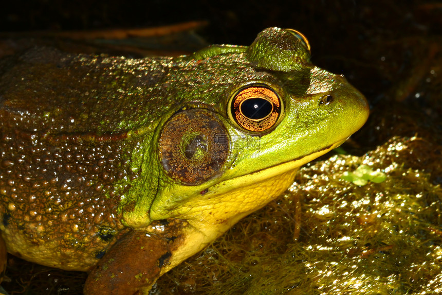 伊利诺伊州绿青蛙林蛙环境动物生物学荒野生活湿地两栖野生动物生物图片