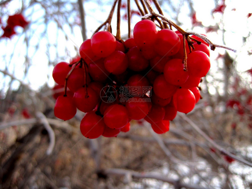 冬季地区环境地球荒野红色浆果天气叶子分支机构树叶冻结图片