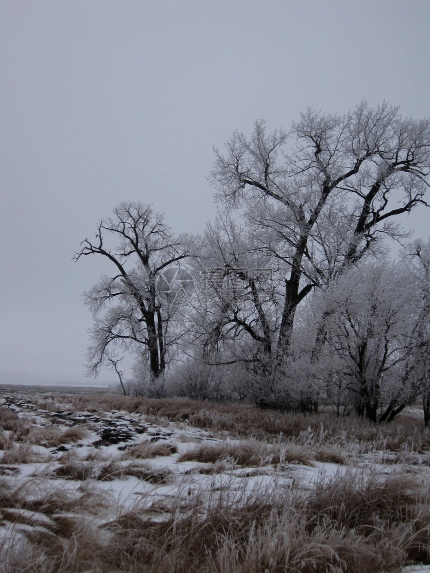 冰树荒野冻结树叶降雪天气树木环境地球叶子分支机构图片