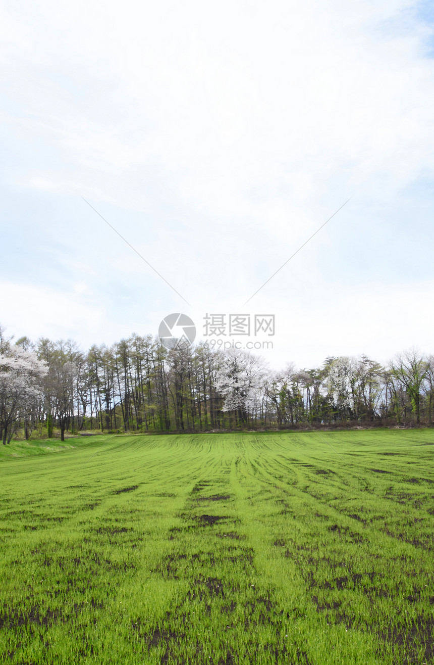 草地和蓝天空阳光天空季节场地蓝色太阳草原绿色图片