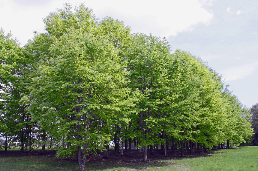 新的绿蓝天空太阳树木蓝天叶子绿色生长森林美丽阳光图片