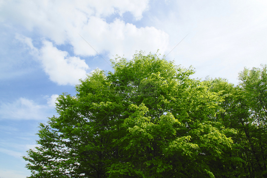 新的绿蓝天空生长森林叶子阳光树木太阳蓝天美丽绿色图片