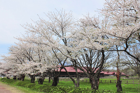 藤中樱花开花场地蓝色季节草地太阳绿色草原天空阳光背景图片