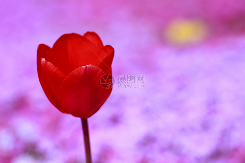 美丽开花的郁金香公园场地红色季节性植物植物群叶子条纹图片