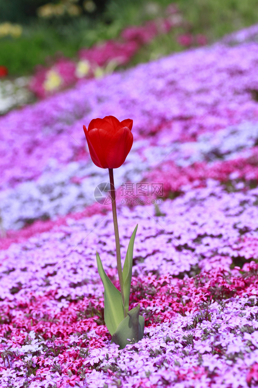 美丽开花的郁金香季节性叶子植物植物群公园场地红色条纹图片