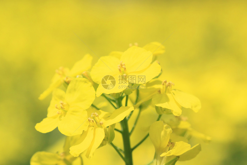 春中盛开的青菜花植物黄色蓝色绿色种子芸苔天空场地农田农场图片