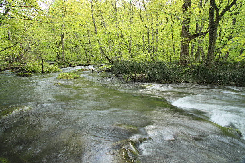 春天的Oirase溪流瀑布木头企流石头植被树干自然苔藓阳光力量图片