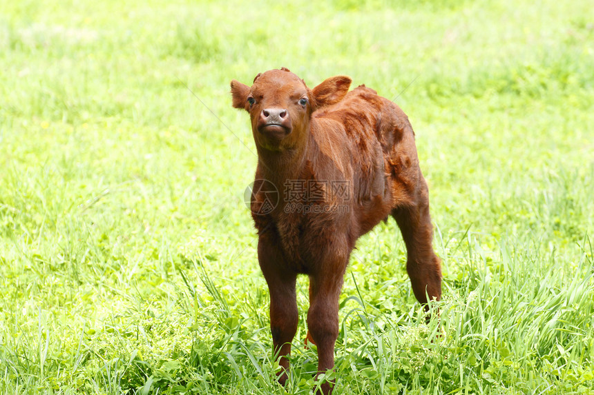 田野上的棕牛绿色牛肉农业奶牛场景场地牧场动物农场棕色图片