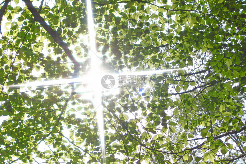太阳束和绿叶绿色太阳美丽阳光叶子生长森林树木图片