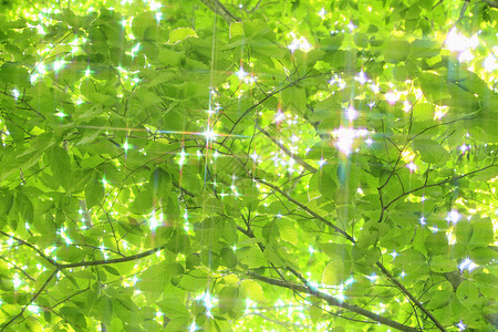 蜜蜂树冠叶子树叶树木木头森林季节绿色背景图片