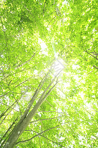 蜜蜂树冠树木绿色森林叶子季节木头树叶背景图片