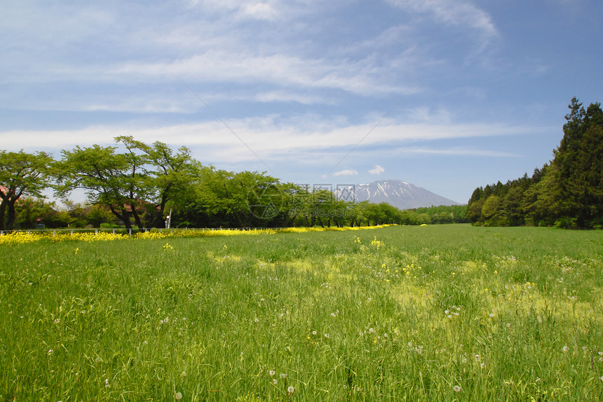 伊瓦特山和蓝天芸苔绿色农田风景蓝色场地农业植物油菜籽生长图片
