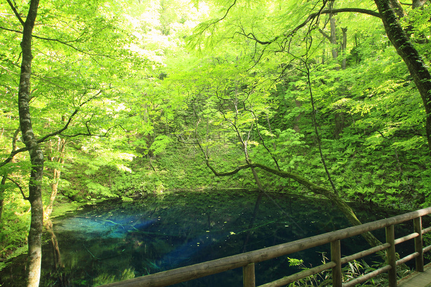 世界遗产遗产池塘森林山毛榉游客薪水蓝色树林场景吸引力图片
