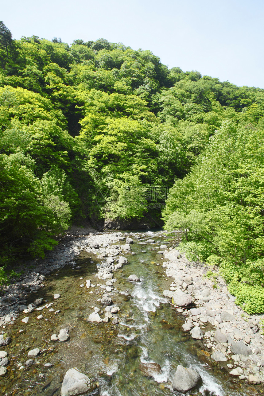 白黑三井世界遗产山毛榉植物绿色树林溪流森林薪水场景图片
