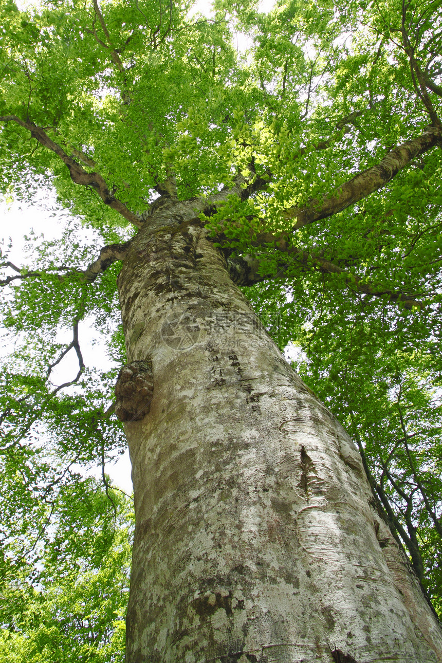 希拉卡米桑奇的母树世界遗产木头绿色树木季节叶子树叶森林图片