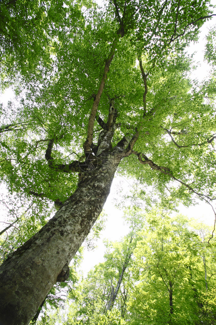 希拉卡米桑奇的母树森林树叶世界遗产树木叶子绿色木头季节图片