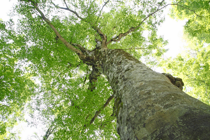 希拉卡米桑奇的母树叶子世界遗产木头树叶树木绿色森林季节图片