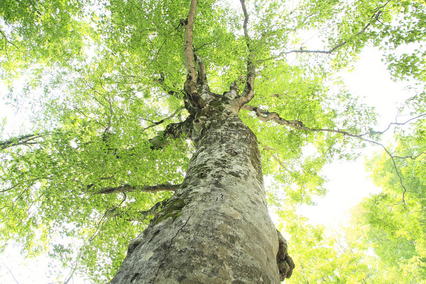 希拉卡米桑奇的母树森林绿色季节树木树叶世界遗产木头叶子图片