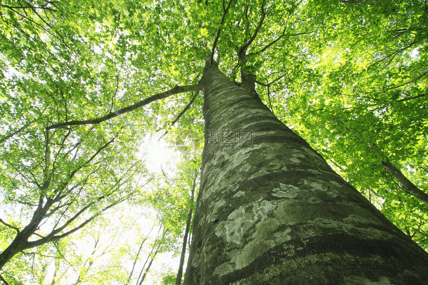 白黑三井季节木头叶子绿色树叶树木森林世界遗产图片