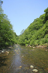 白神山地白黑三井绿色场景薪水森林山毛榉树林溪流植物世界遗产背景