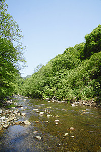 白神山地白黑三井山毛榉薪水绿色植物树林世界遗产森林场景溪流背景