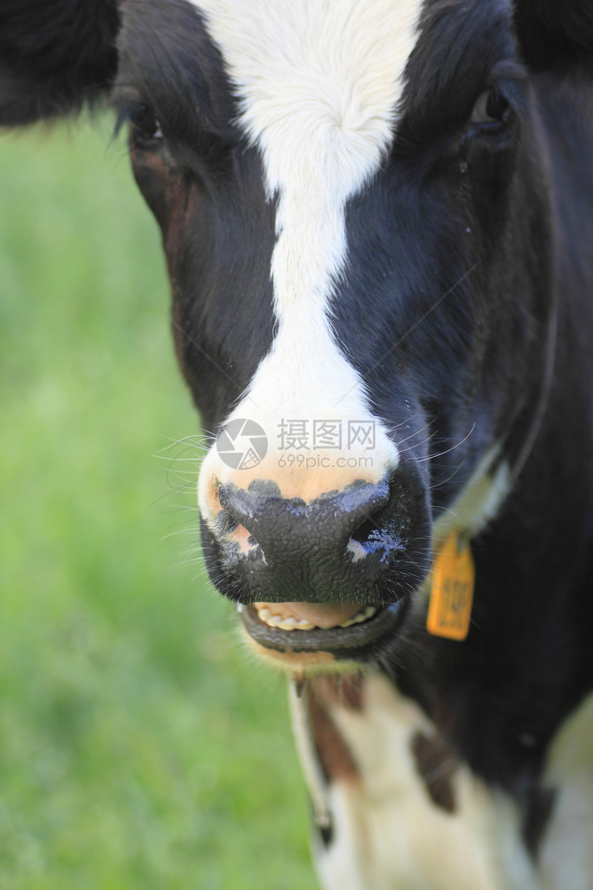 野中牛牛动物农村白色农场奶牛牛奶乡村蓝色牛肉天空图片