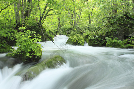 夏季的Oirase溪流瀑布树干绿色阳光植被射线力量背景图片