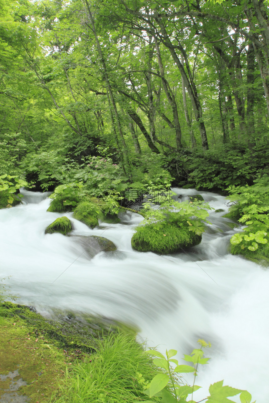 夏季的Oirase溪流瀑布树干绿色射线阳光植被力量图片