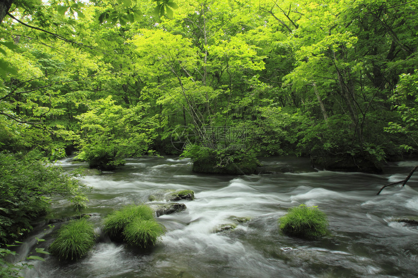 夏季的Oirase溪流树干绿色阳光植被力量瀑布射线图片