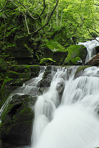 夏季的Oirase溪流力量阳光植被瀑布射线绿色树干背景图片