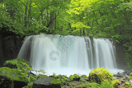 夏季的Oirase溪流绿色力量树干射线植被阳光瀑布背景图片