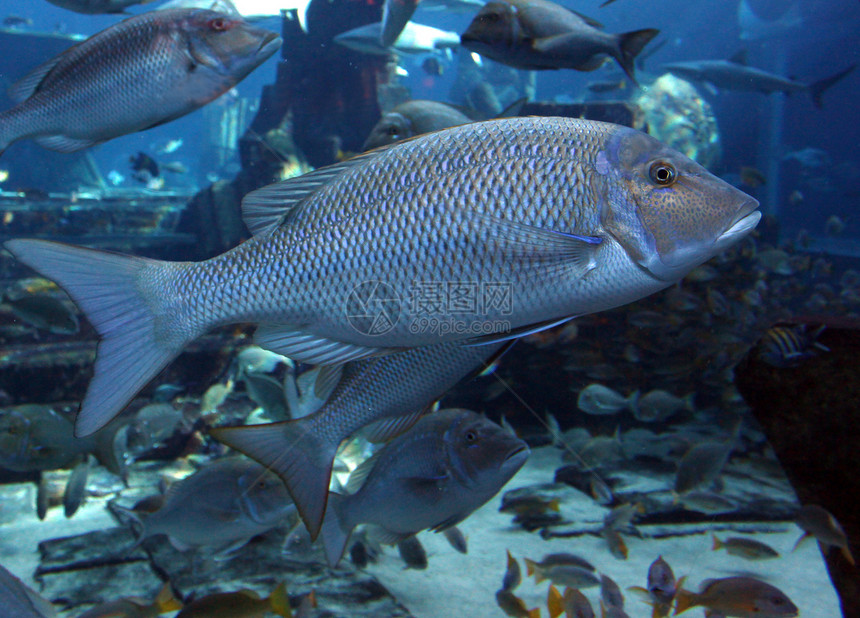 大鱼水生动物公园镜子水族馆海洋动物园玻璃蓝光湖泊图片