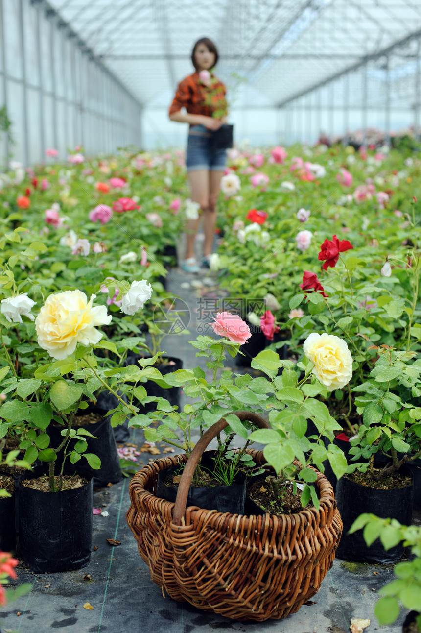 玫瑰花商业玫瑰植物群女性生活女孩绿色生长苗圃闲暇图片