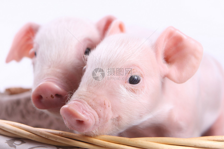 两只小猪婴儿动物粉色家畜白色农业鼻子图片