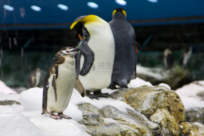 北极企鹅岩石翅膀企鹅环境动物园生活图片