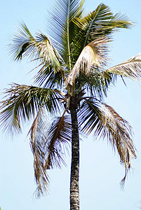 椰椰子树叶子背景图片