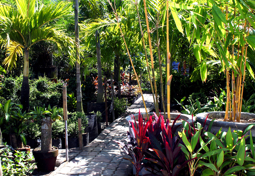 植物园草本植物绿叶绿化竹子雨林家庭植物森林动物群环境图片