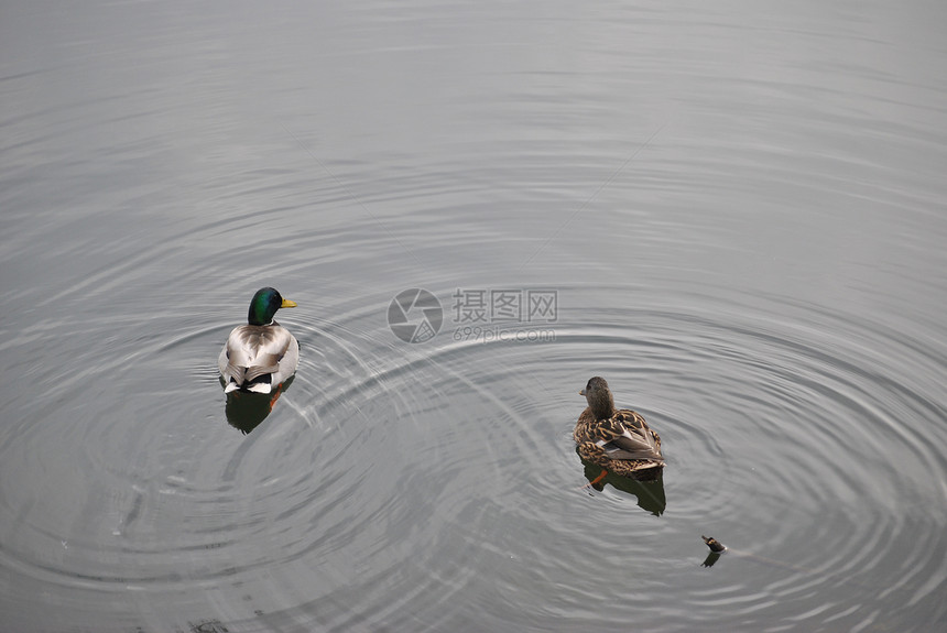 鸭子鸟类男性女性飞行动物水禽反射池塘水坑荒野图片