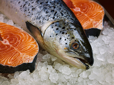 新鲜鲑鱼美食海鲜烹饪盘子摊位冰箱产品市场食物营养背景图片