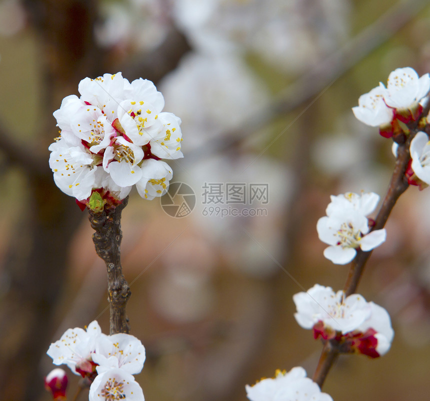 樱花花叶子花瓣季节植物学花园蓝色植物植物群天空樱花图片