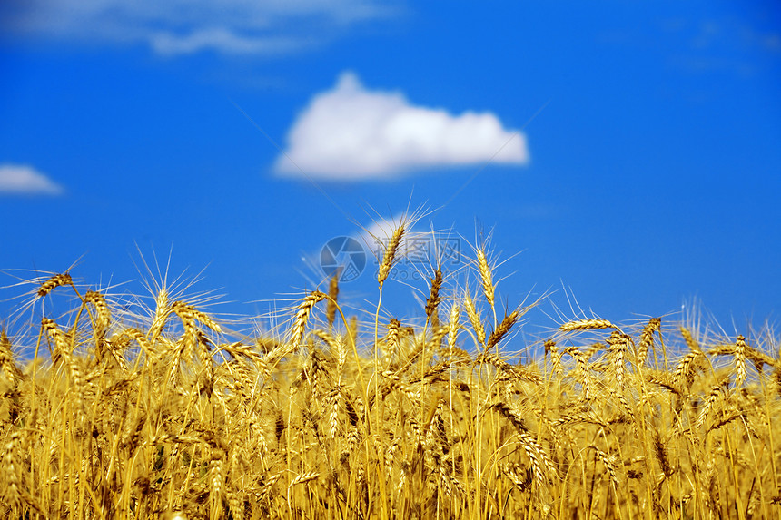 收获前的黄金麦田谷物食物玉米生长土地场景草地城市农场农业图片