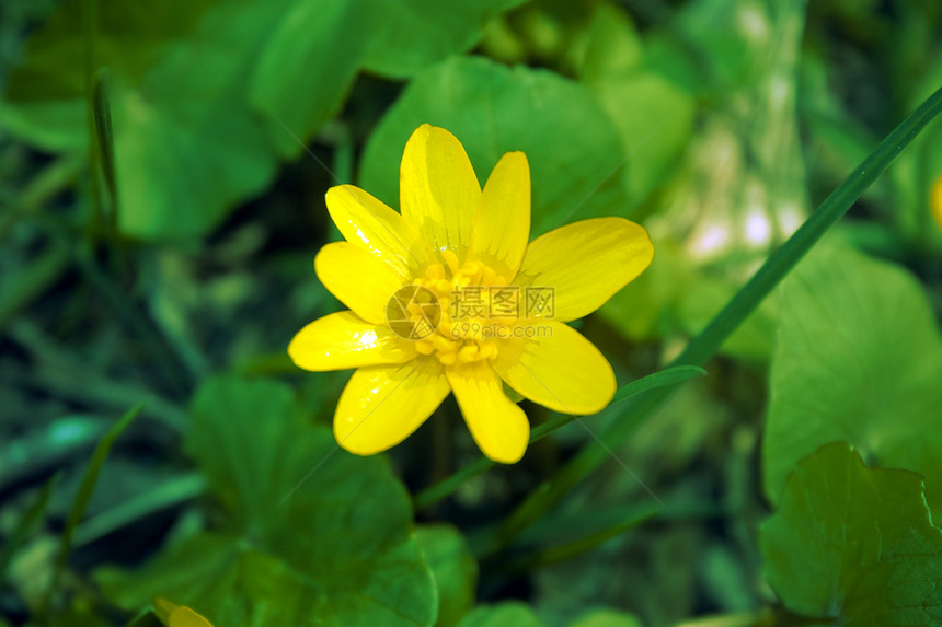 黄色春花植物宏观花瓣场景植被草地自由摄影叶子场地图片