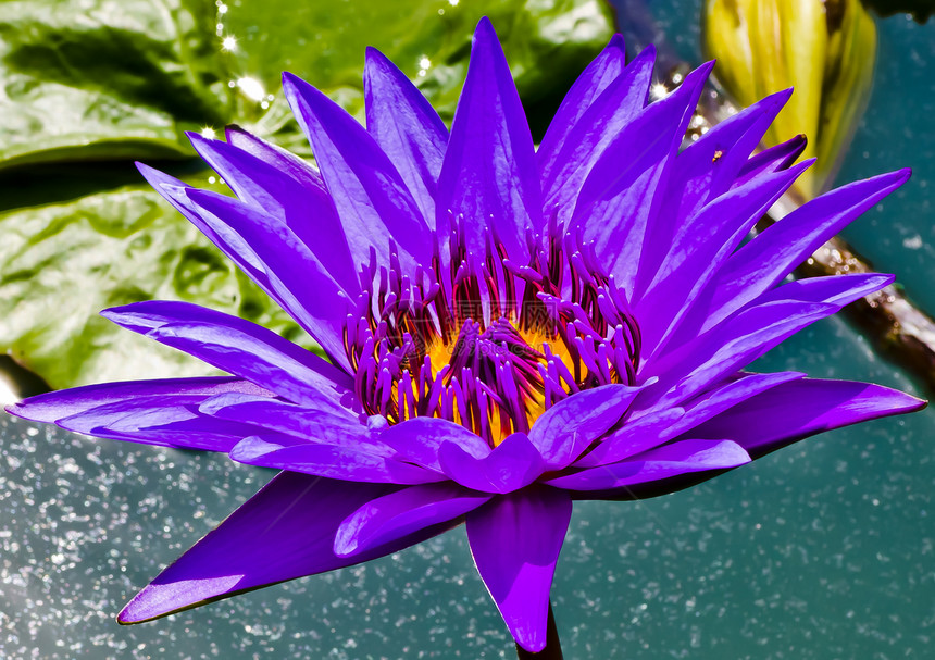 水百里季节荒野生长反射冥想花园场景池塘生活紫色图片